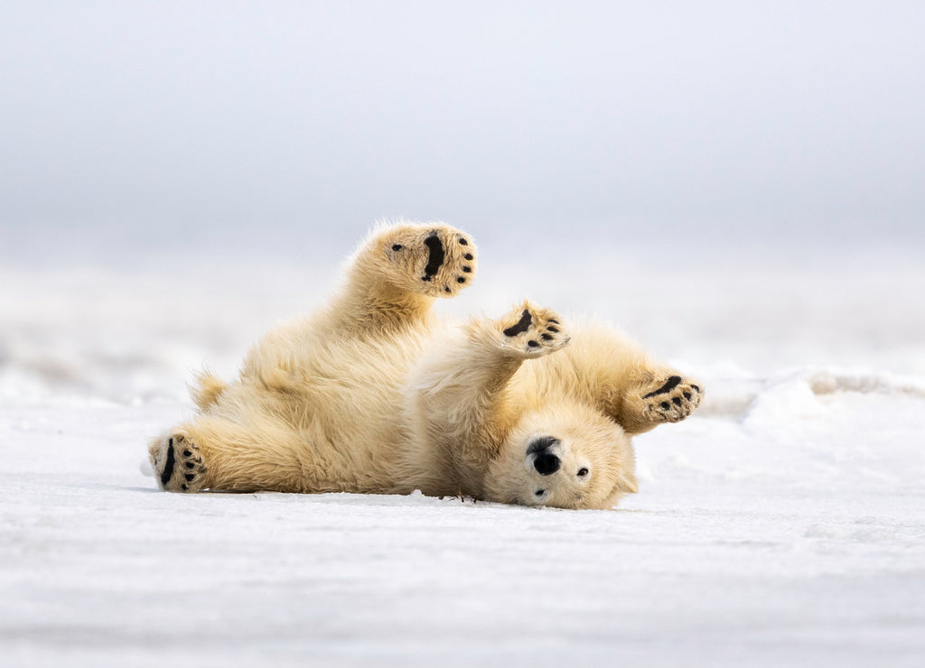 Polar Bear cleaning his coat in Kaktovik Alaska