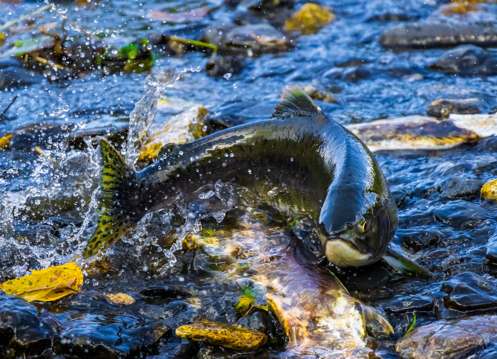 Wild pink salmon out of water as it quickly migrates to its spawning grounds through a shallow part of a stream on Kodiak island, Alaska