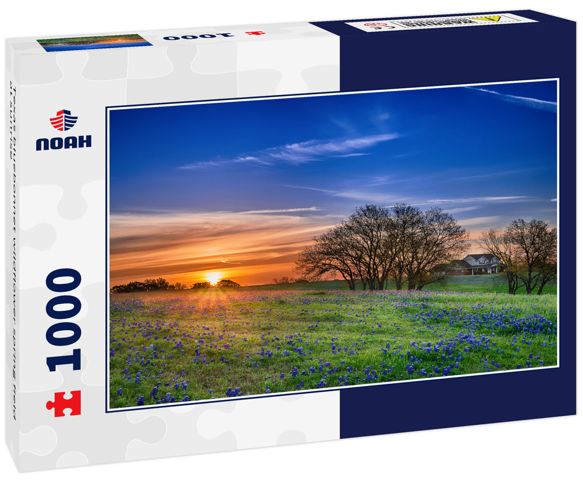 Texas bluebonnet wildflower spring field at sunrise