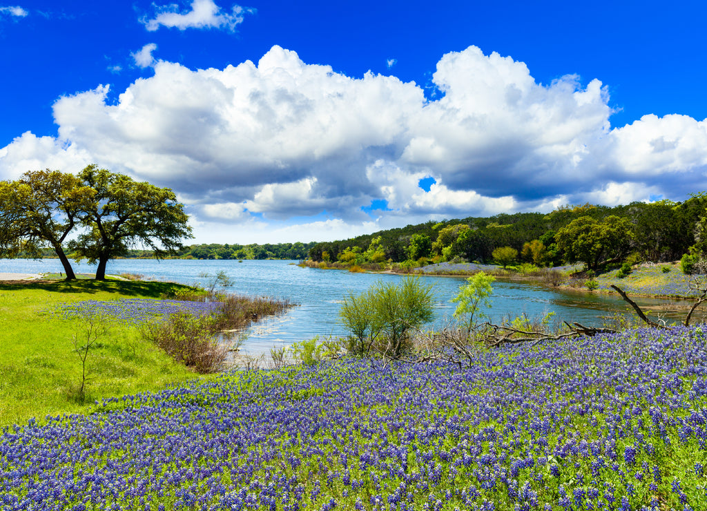 Texas Bluebonnets