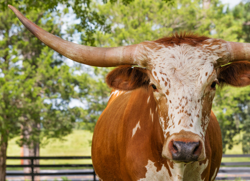 White and brown miniature Texas longhorn in grass field with fence starting looking curious