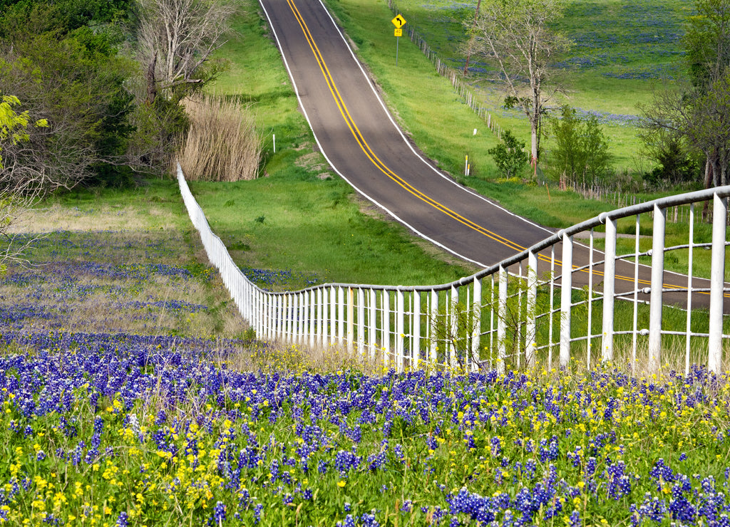Texas Bluebonnets and wildflowers along a rolling road