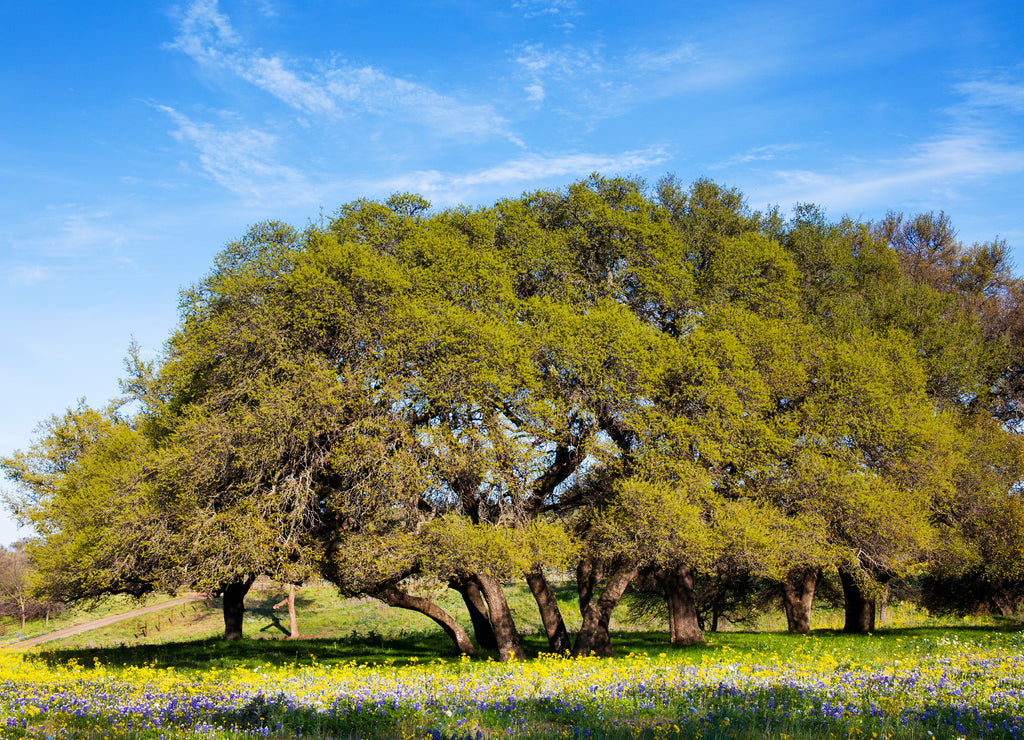 Field of Flowers in Front of Shapely Trees in the Hill Country of Texas