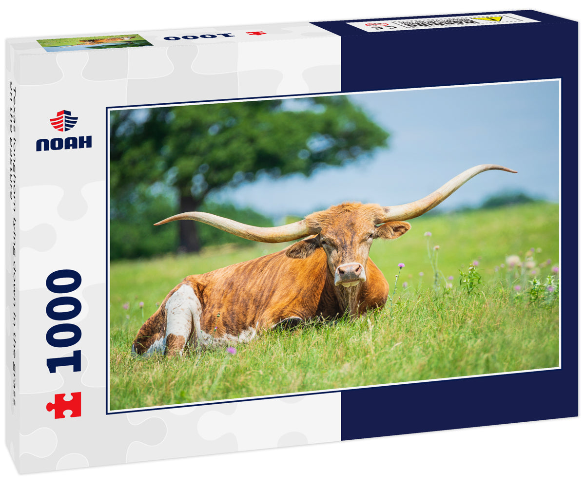 Texas longhorn lying down in the grass on the pasture