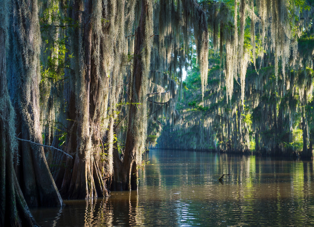 Misty morning swamp bayou scene of the American South featuring bald cypress trees and Spanish moss in Caddo Lake, Texas