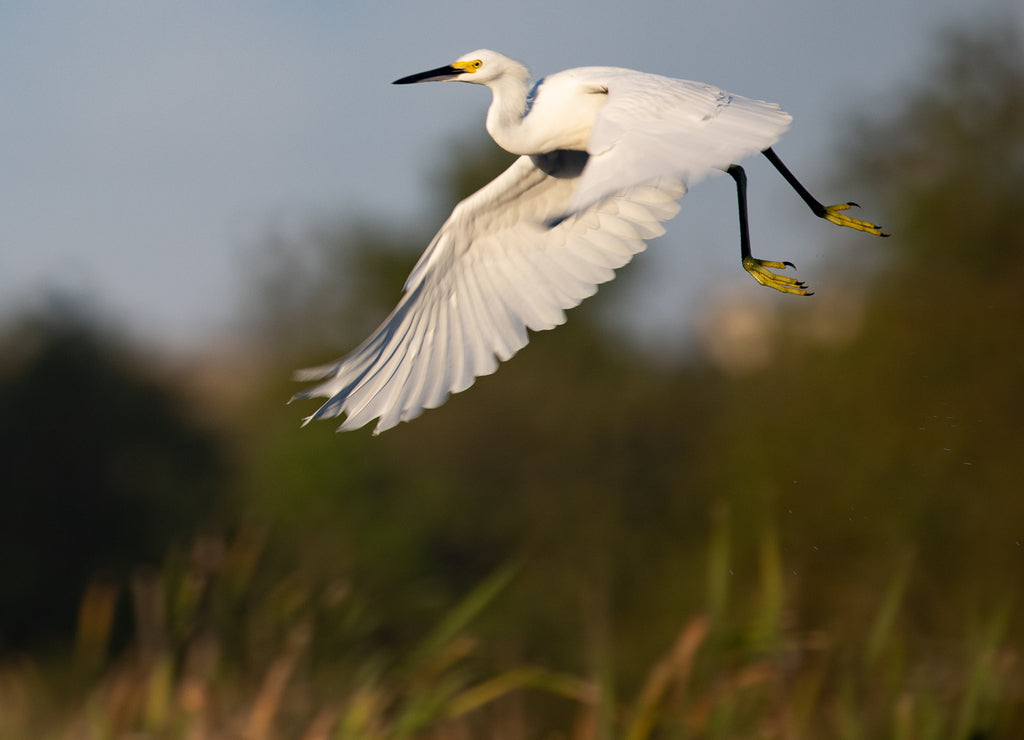 White Egrets in Cross Creek Ranch Texas