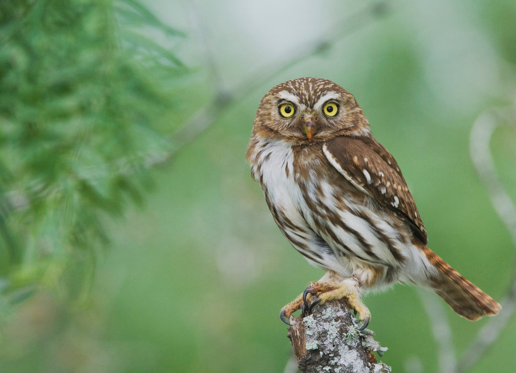 Ferruginous Pygmy-Owl, Glaucidium brasilianum, adult, Willacy County, Rio Grande Valley, Texas, USA, May