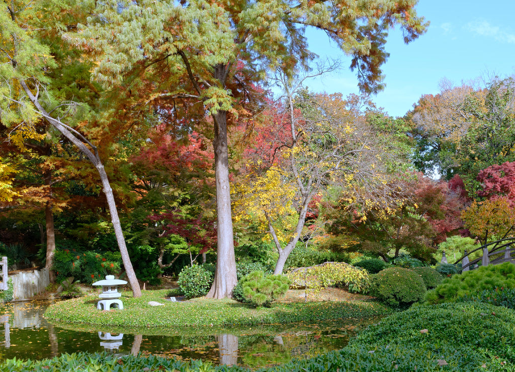 Fall colors in the Japanese Garden, Fort Worth, Texas, U.S.A