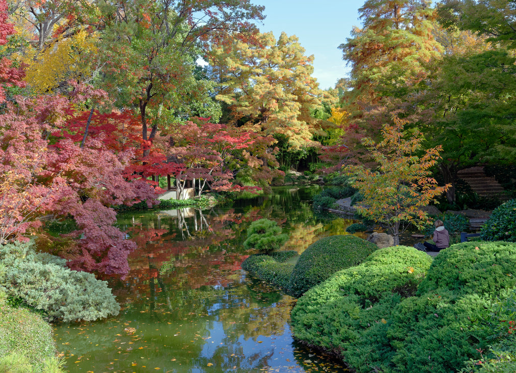 Fall colors in the Japanese Garden, Fort Worth, Texas, U.S.A.