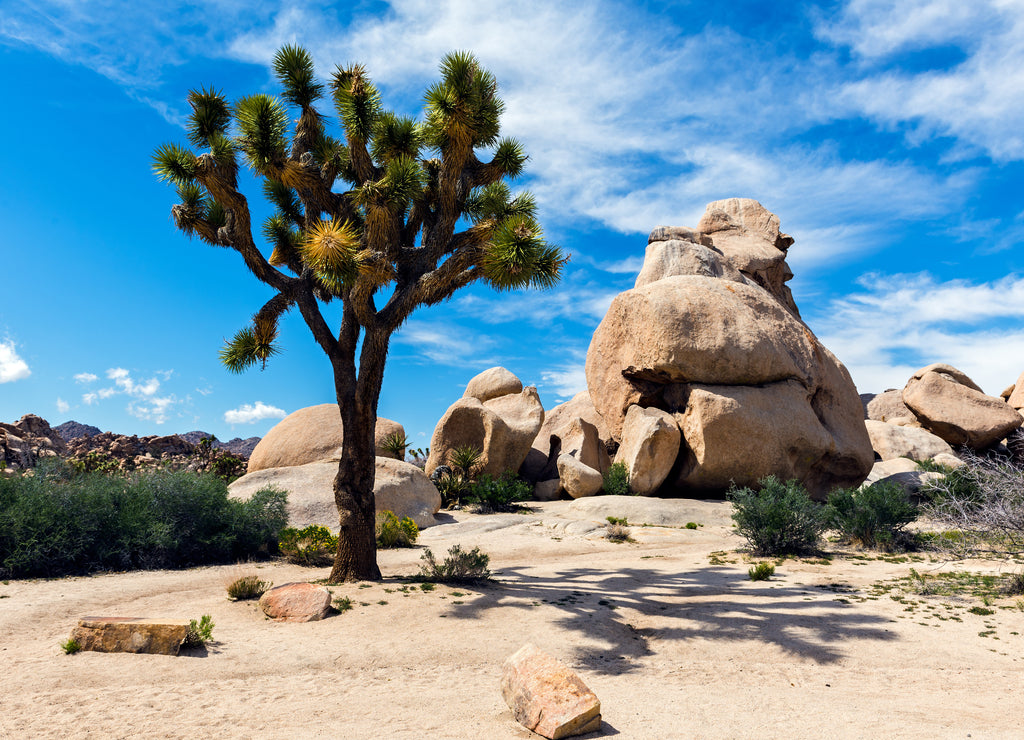 Mojave desert in Joshua Tree National Park, California USA