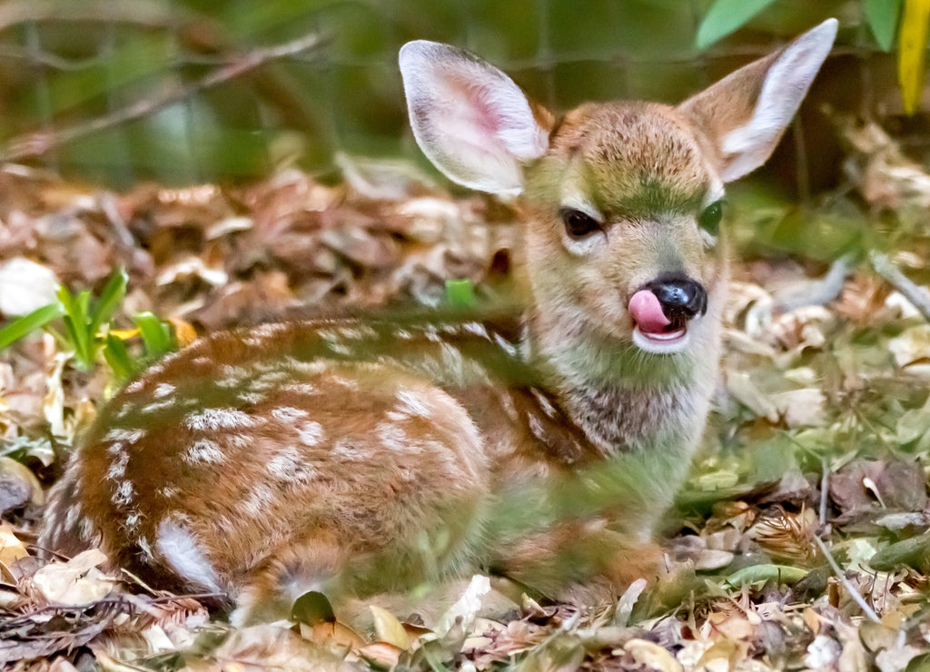 Bambi Rests - A young fawn takes a break from foraging. Sonoma County, California, USA