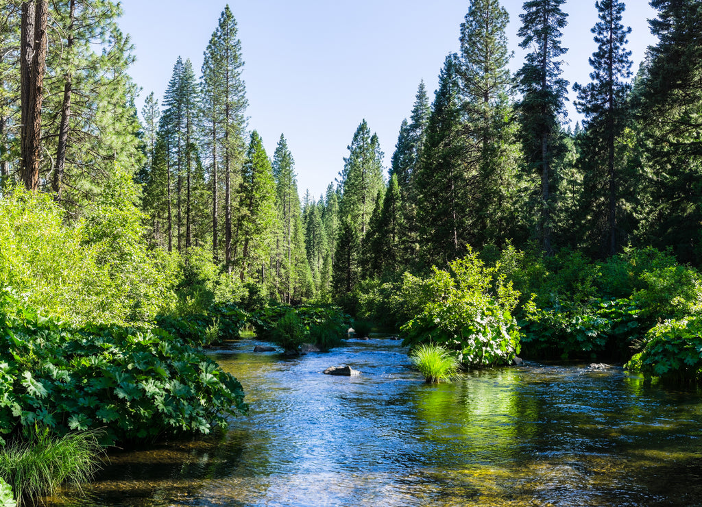McCloud River flowing through Shasta National Forest, Siskiyou County, Northern California