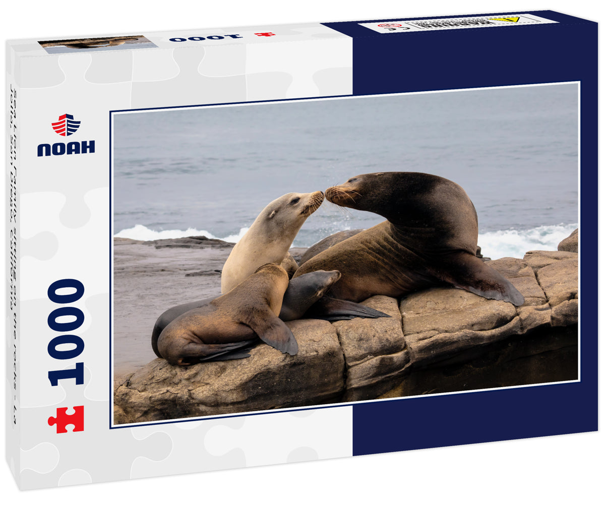 Sea Lion Family sitting on the rocks - La Jolla, San Diego, California