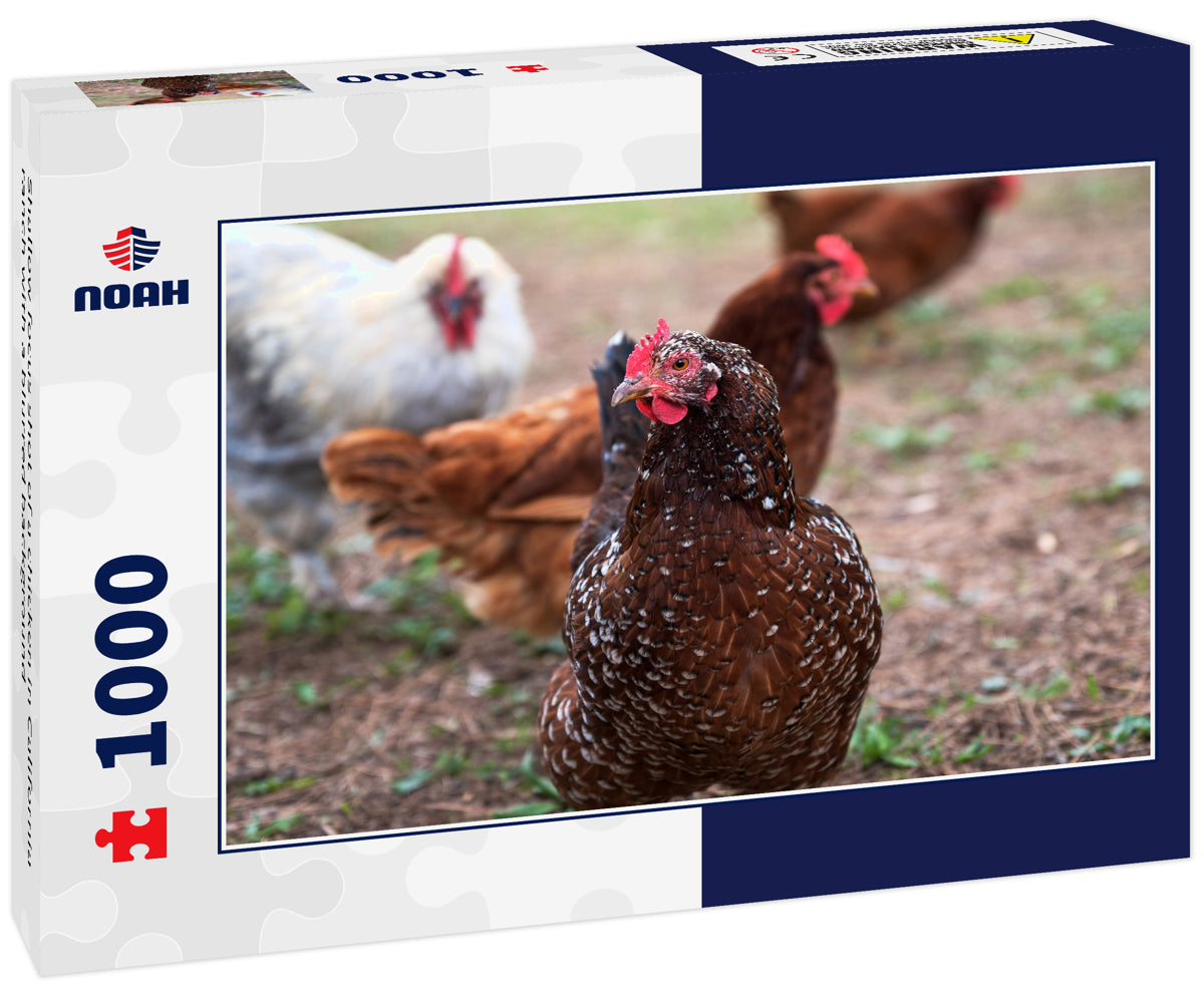 Shallow focus shot of a chicken in California ranch with a blurred background