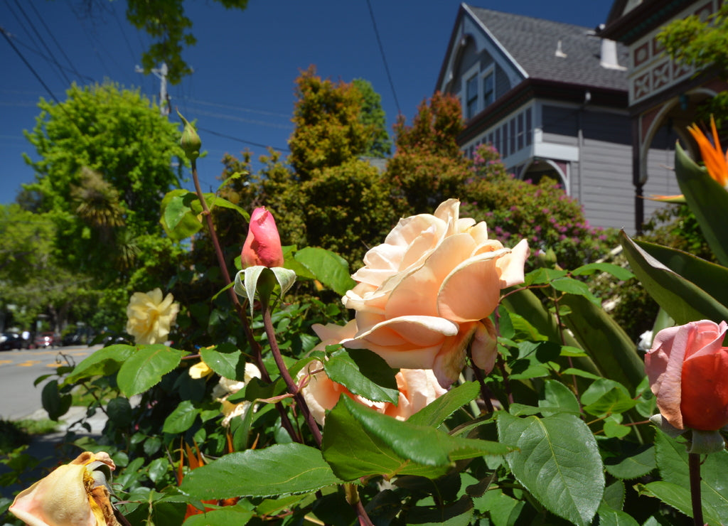 Spring Impressions from Berkeley near San Francisco and Oakland in Alameda County, California USA