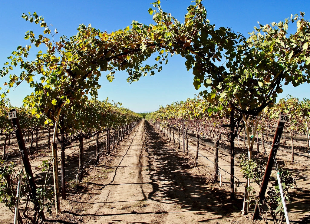 St. James Block vineyard with a grapevine arch and rows of vines, Tehama County, California