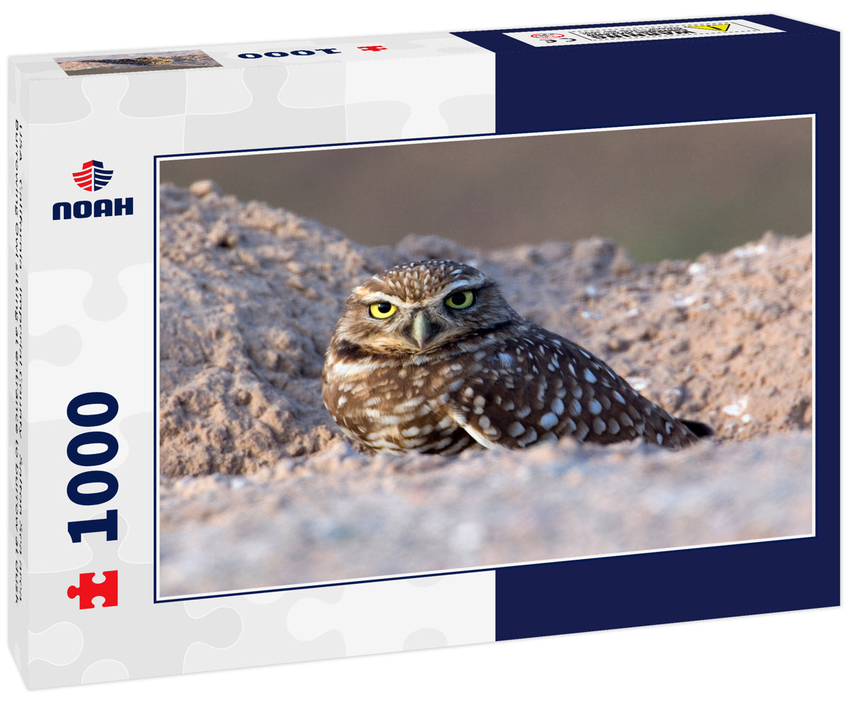USA - California - Imperial County - Salton Sea area - Burrowing Owl sitting at entrance to burrow at dusk