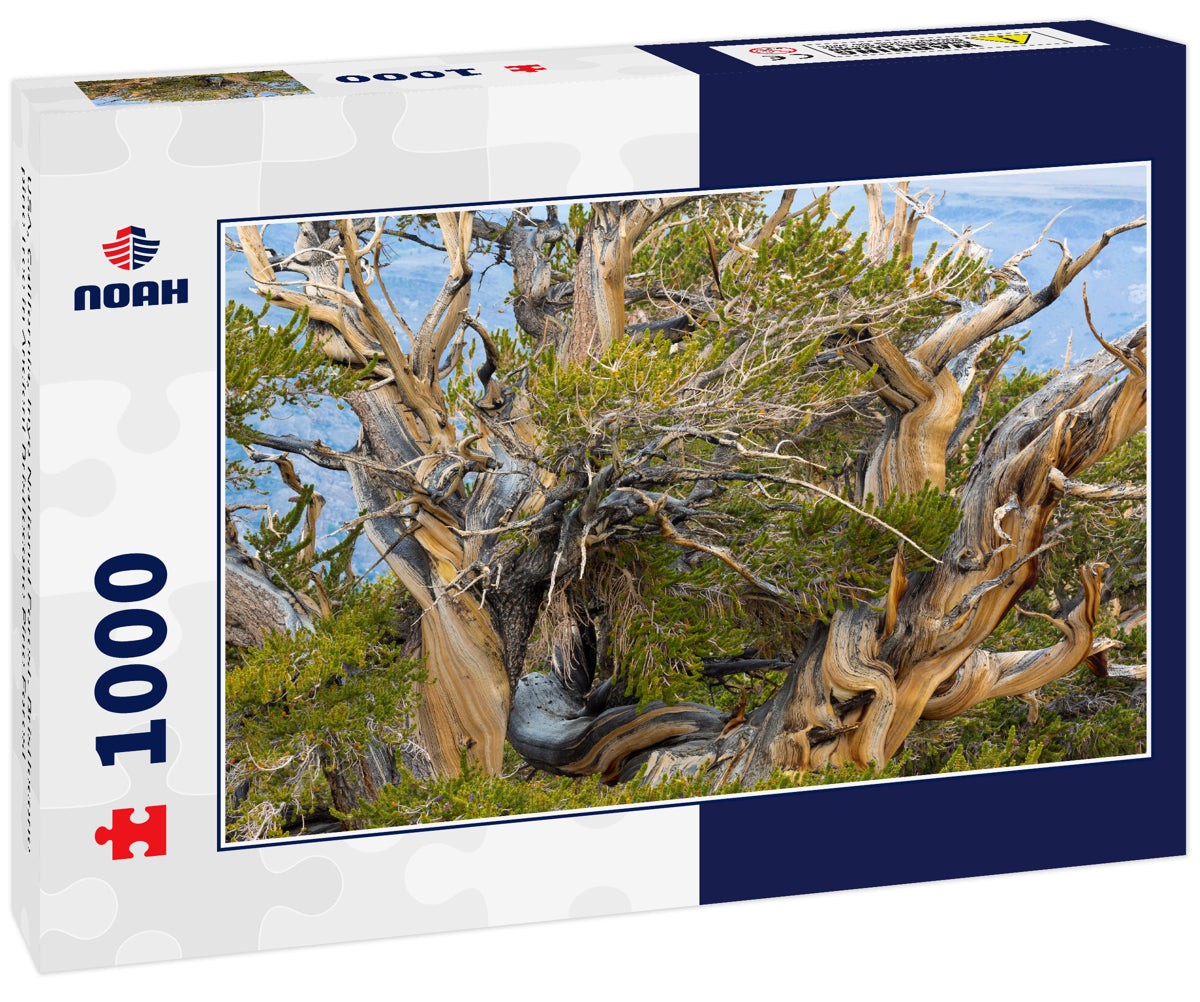 USA, California, Inyo National Forest. Bristlecone pine tree in Ancient Bristlecone Pine Forest