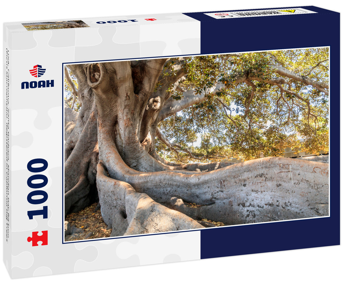 USA, California, Santa Barbara. Moreton Bay fig tree (Ficus Macrophylla). Registered in California Big Trees