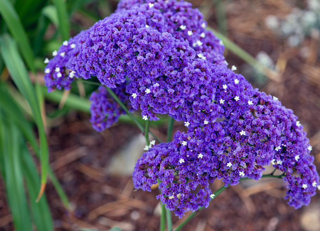 Verbena at Viansa Vineyard Sonoma Valley California