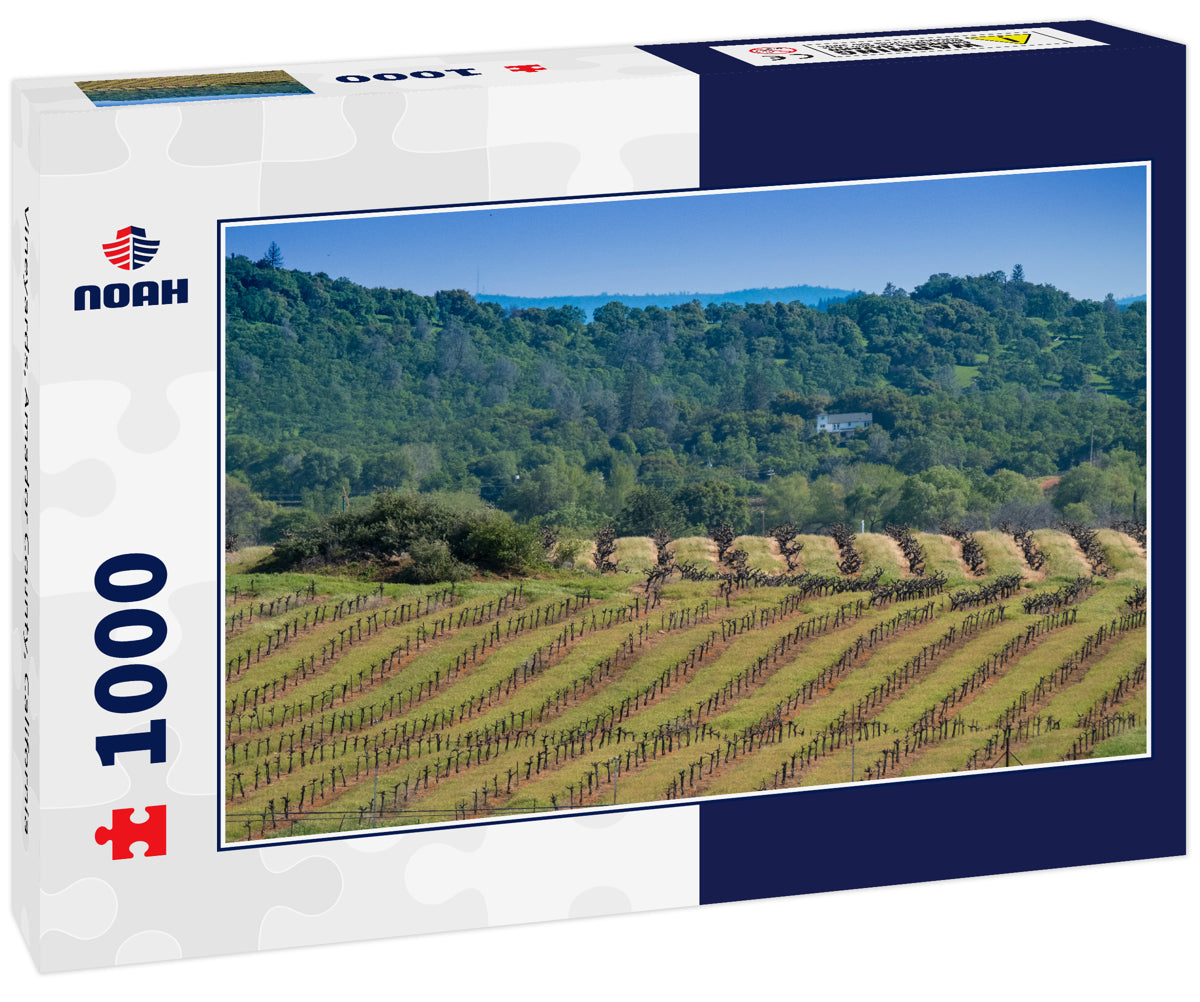 Vineyards, Amador County, California