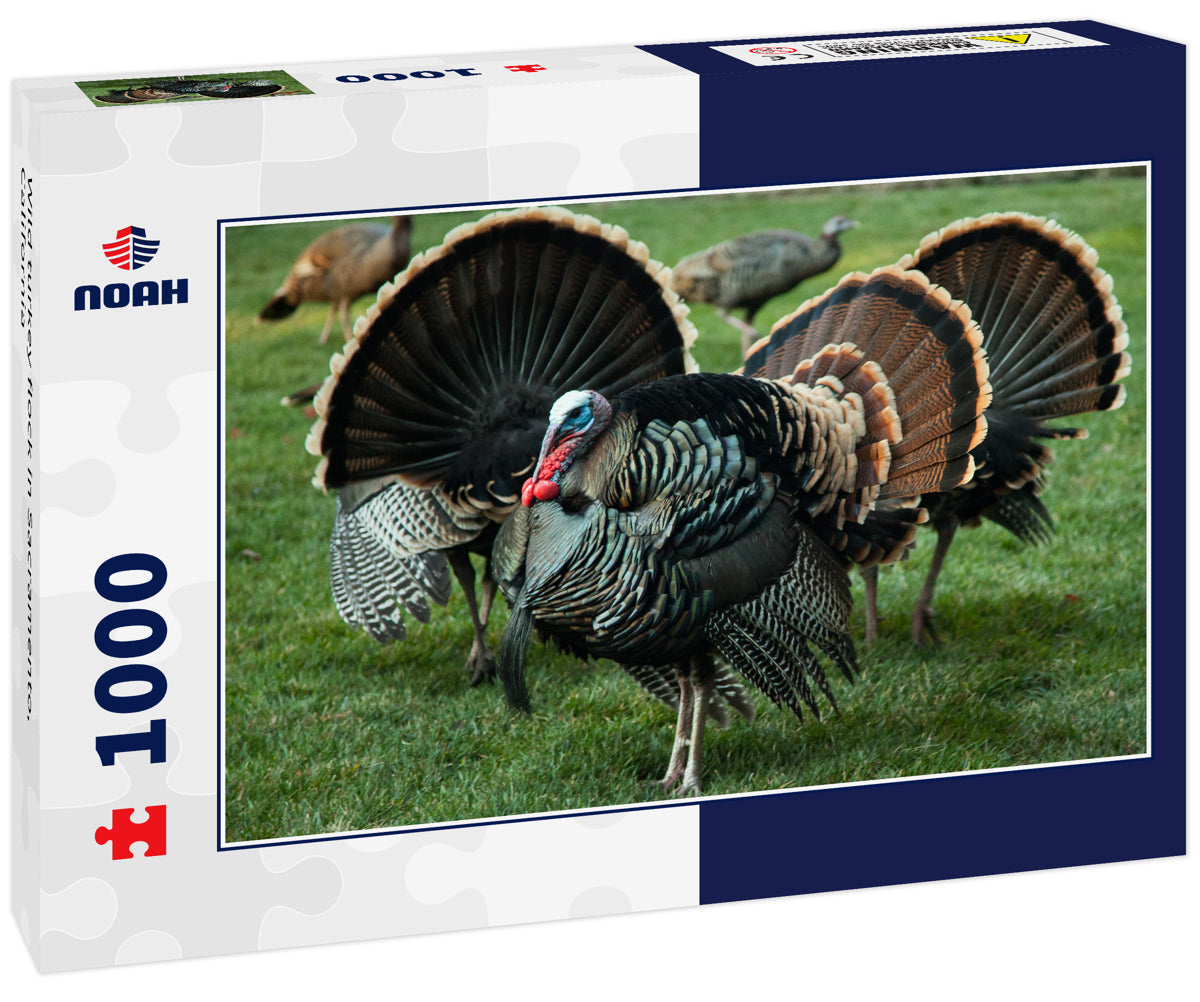 Wild turkey flock in Sacramento, California