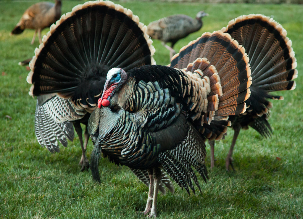 Wild turkey flock in Sacramento, California