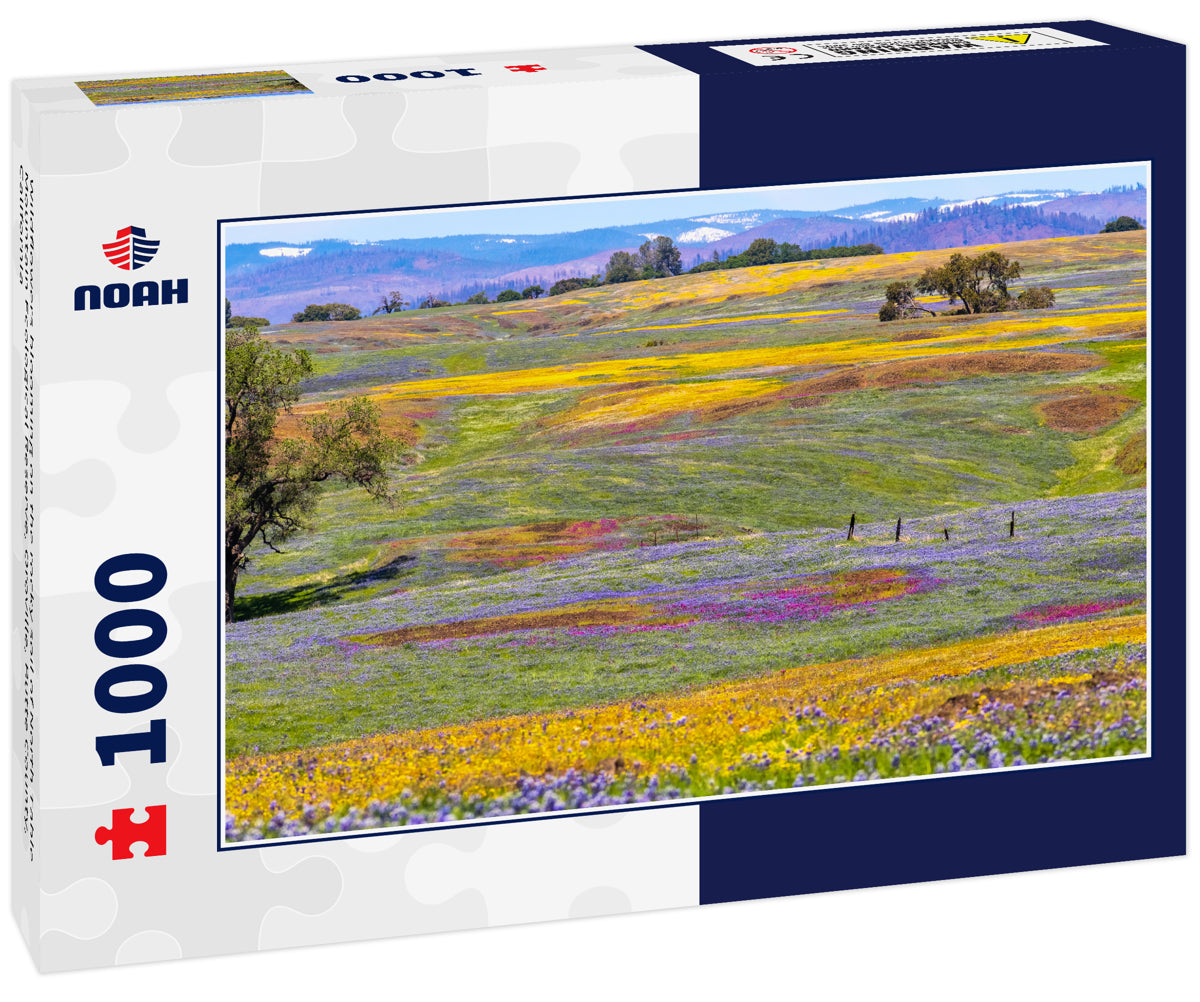 Wildflowers blooming on the rocky soil of North Table Mountain Ecological Reserve, Oroville, Butte County, California