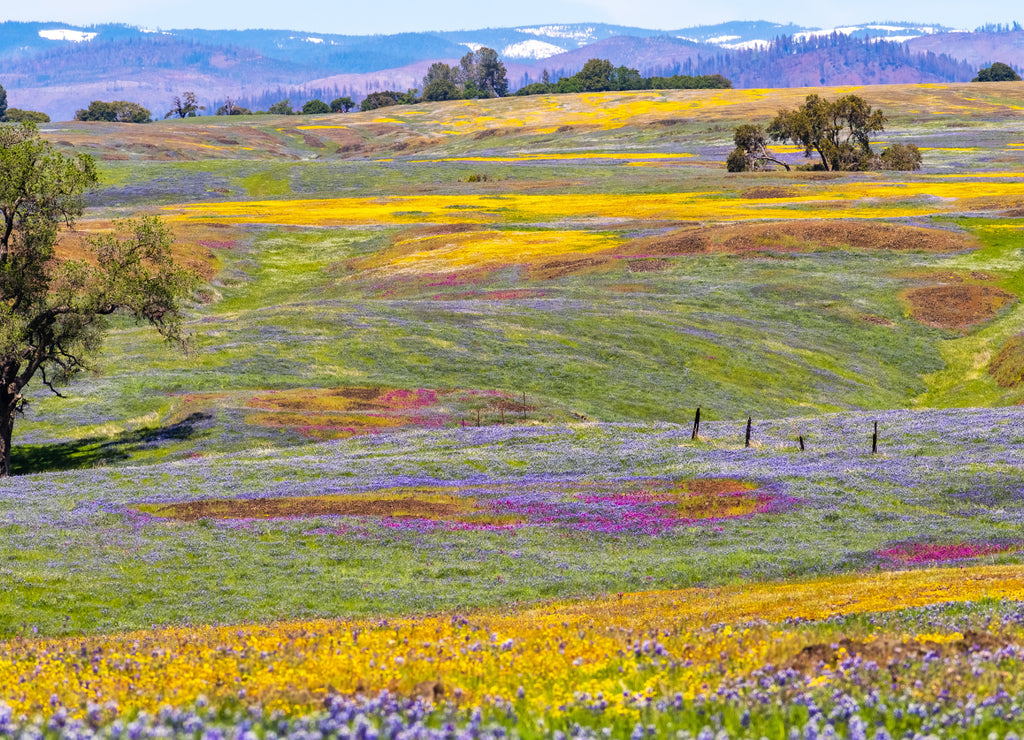 Wildflowers blooming on the rocky soil of North Table Mountain Ecological Reserve, Oroville, Butte County, California
