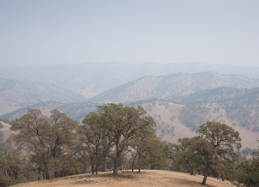 Windy Point Antelope Valley Colusa County California oak trees in summer