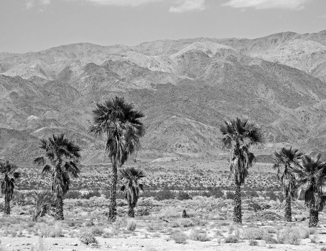 Noah Jigsaw Puzzle East Orange New Jersey in black white 1000 pieces