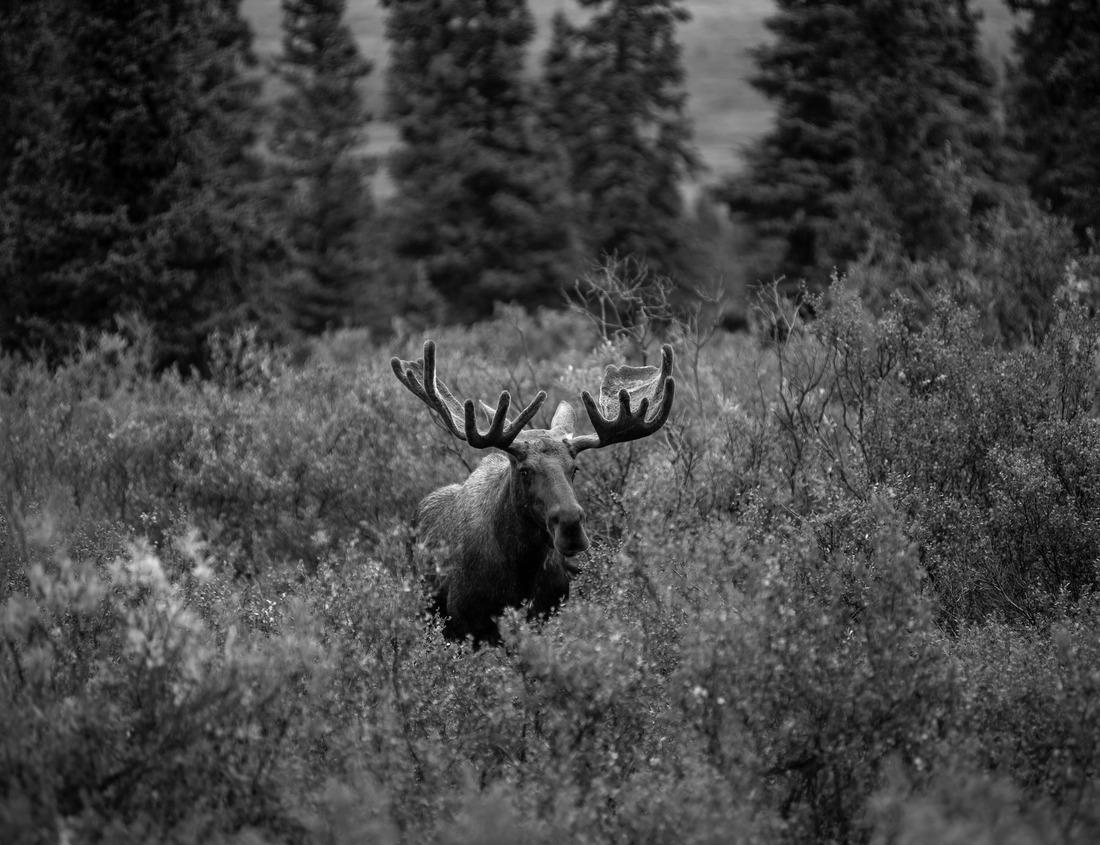 Noah Jigsaw Puzzle Eje Central Lázaro Cárdenas avenue with Latino tower building in downtown Mexico City, CDMX, Mexico in black white 1000 pieces