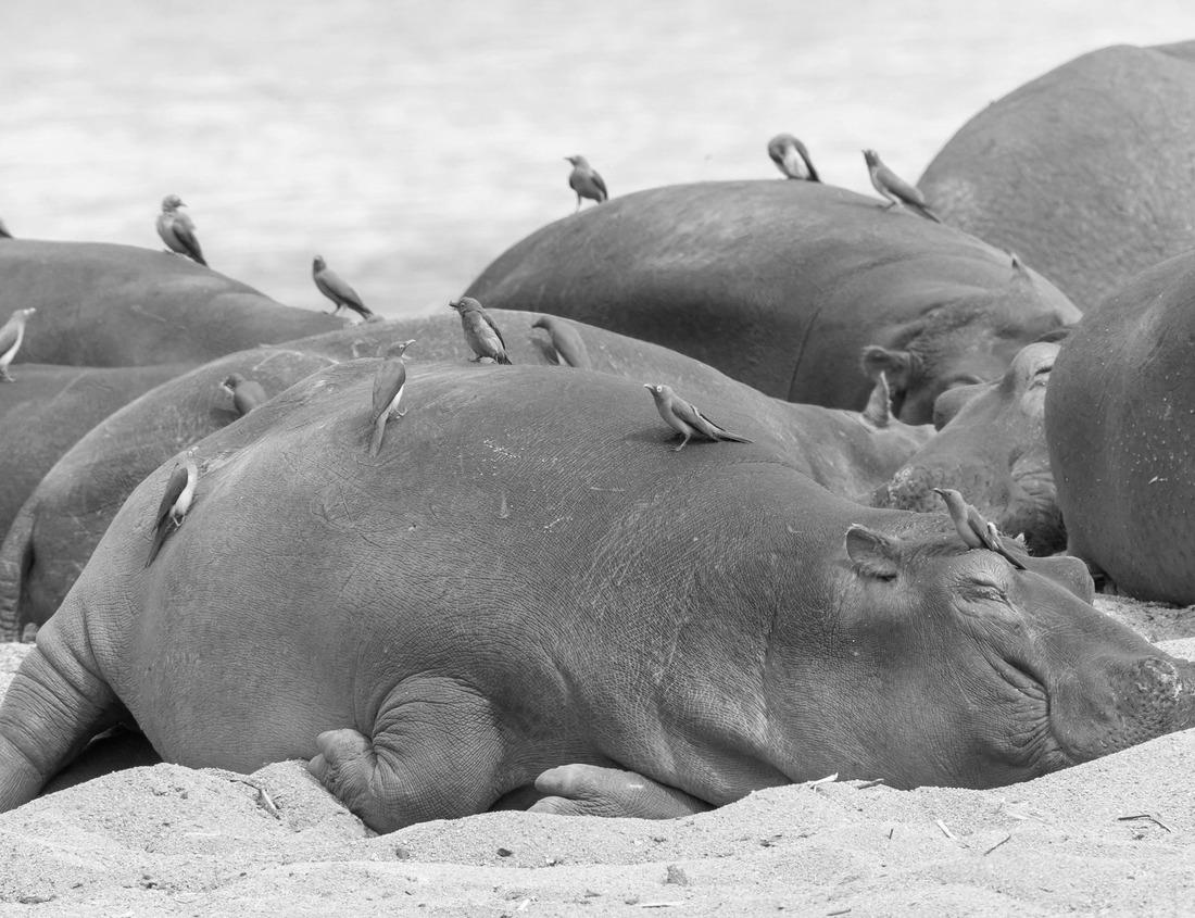 Noah Jigsaw Puzzle Glacier National Park. American national park located in the state of Montana in black white 1000 pieces
