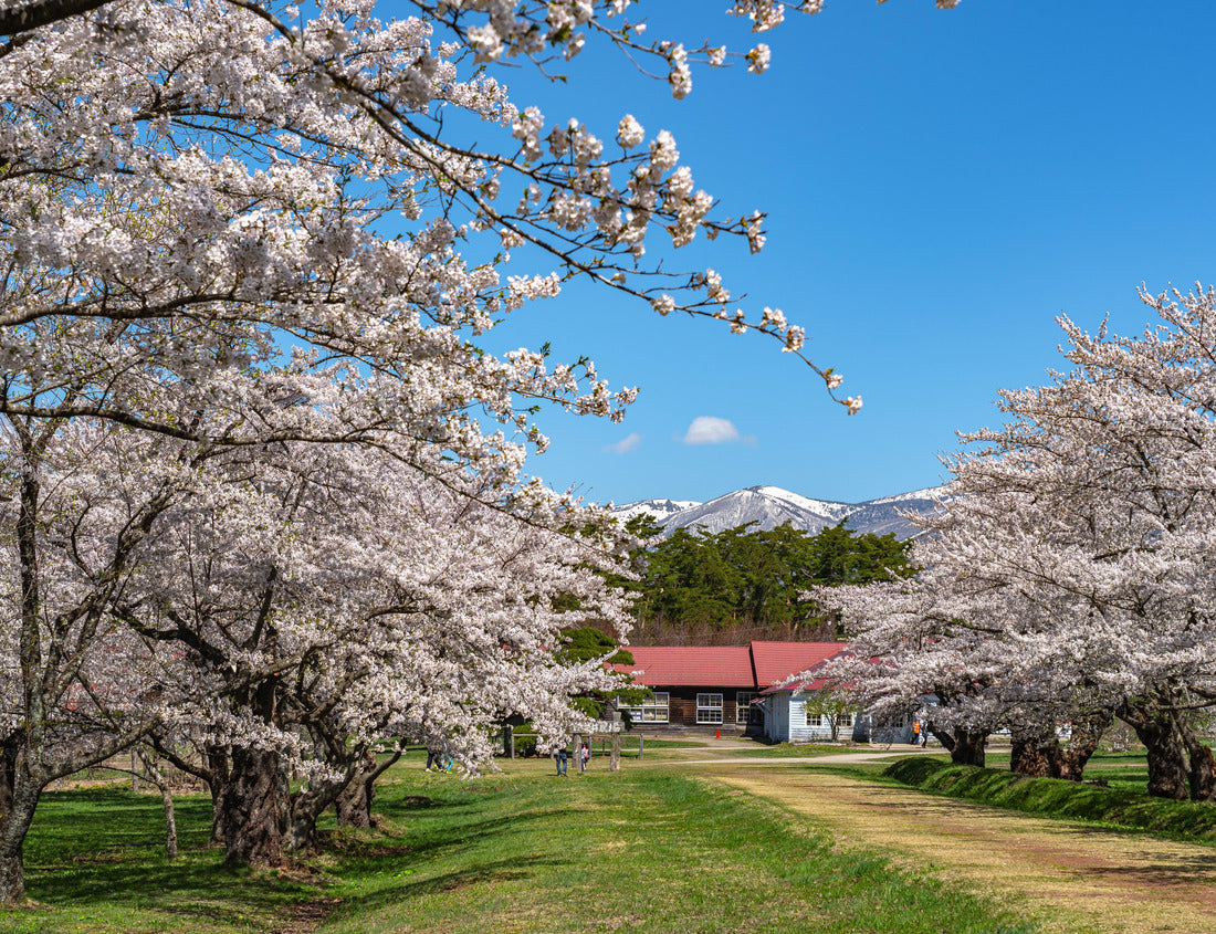 Noah Jigsaw Puzzle Koiwai Farm in spring cherry blossom season in sunny day morning. Visitors enjoy the beauty full of blossoms sakura flowers in the town of Shizukuishi, Iwate Prefecture, Japan 1000 pieces