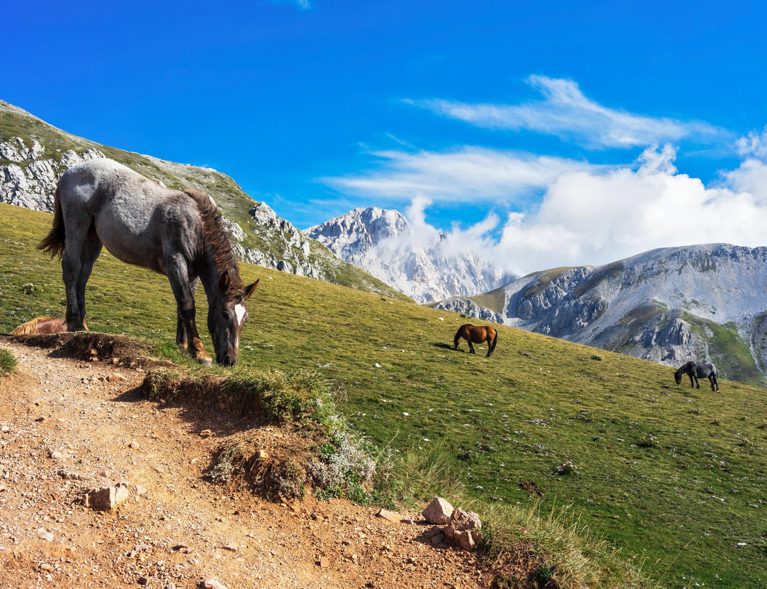 Noah Jigsaw Puzzle Feral horses in Gran Sasso National Park. Highest peak of the Apennine Mountains. Gran Sasso National Park, Abruzzo, Italy 1000 pieces