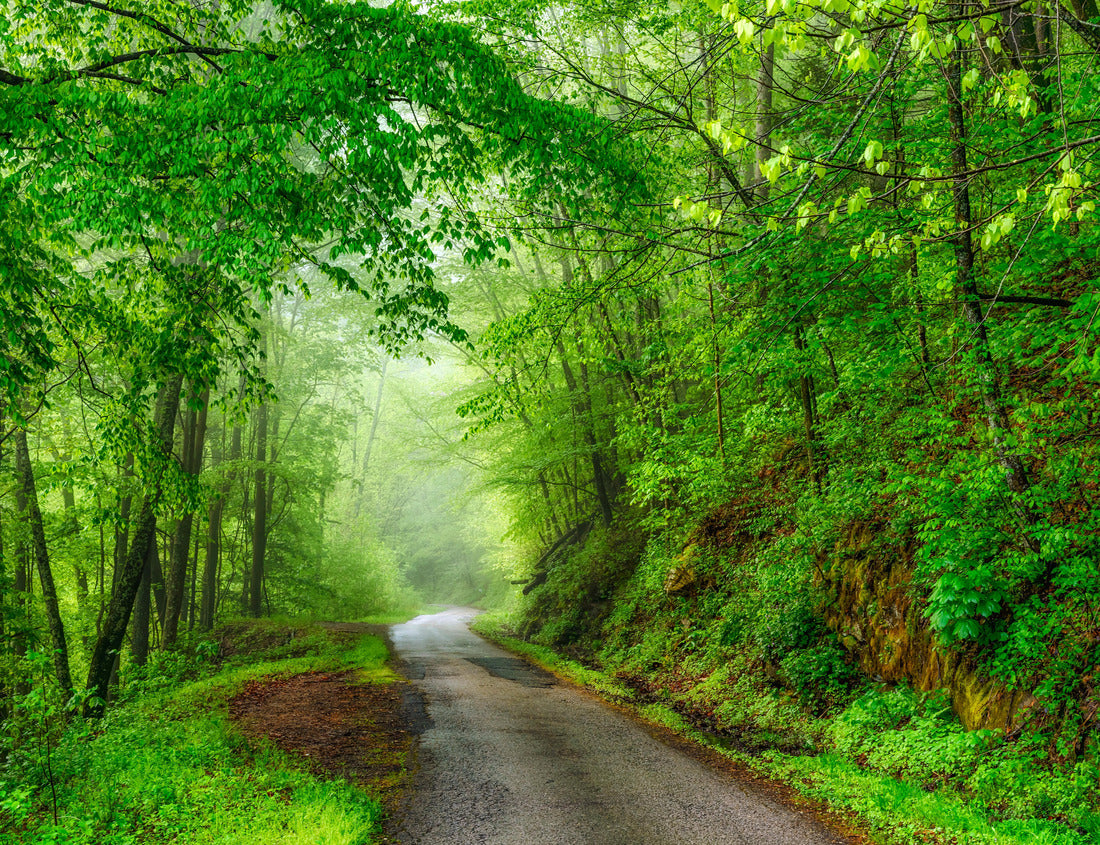 Noah Jigsaw Puzzle Fayette Station Road, New River Gorge National Park and Preserve, Fayette County, West Virginia, USA 1000 pieces