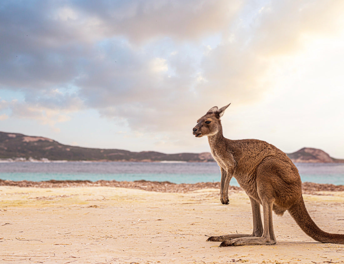 Noah Jigsaw Puzzle hopping kangaroo on kangaroo island Australia on the beach 1000 pieces