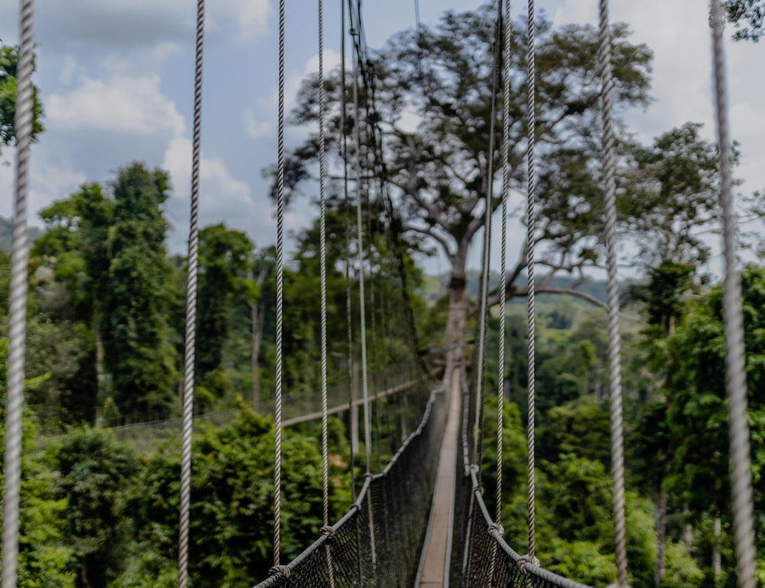 Noah Jigsaw Puzzle Kakum National Park, Ghana - homeland to many endangered mammals, the only canopy walkway on the African continent 1000 pieces