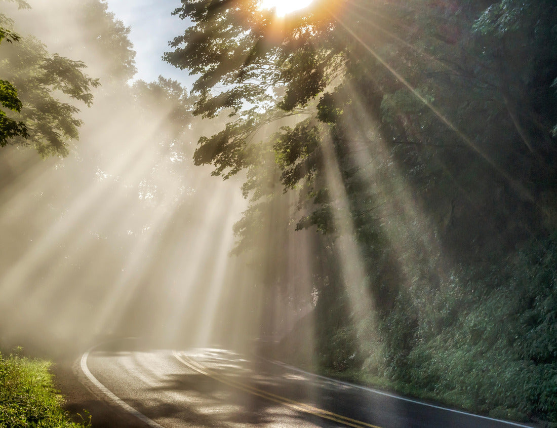 Noah Jigsaw Puzzle Country road on a summer morning as the fog begins to rise and the sunlight breaks through on McGuire Mountain in Webster County, West Virginia, USA 1000 pieces