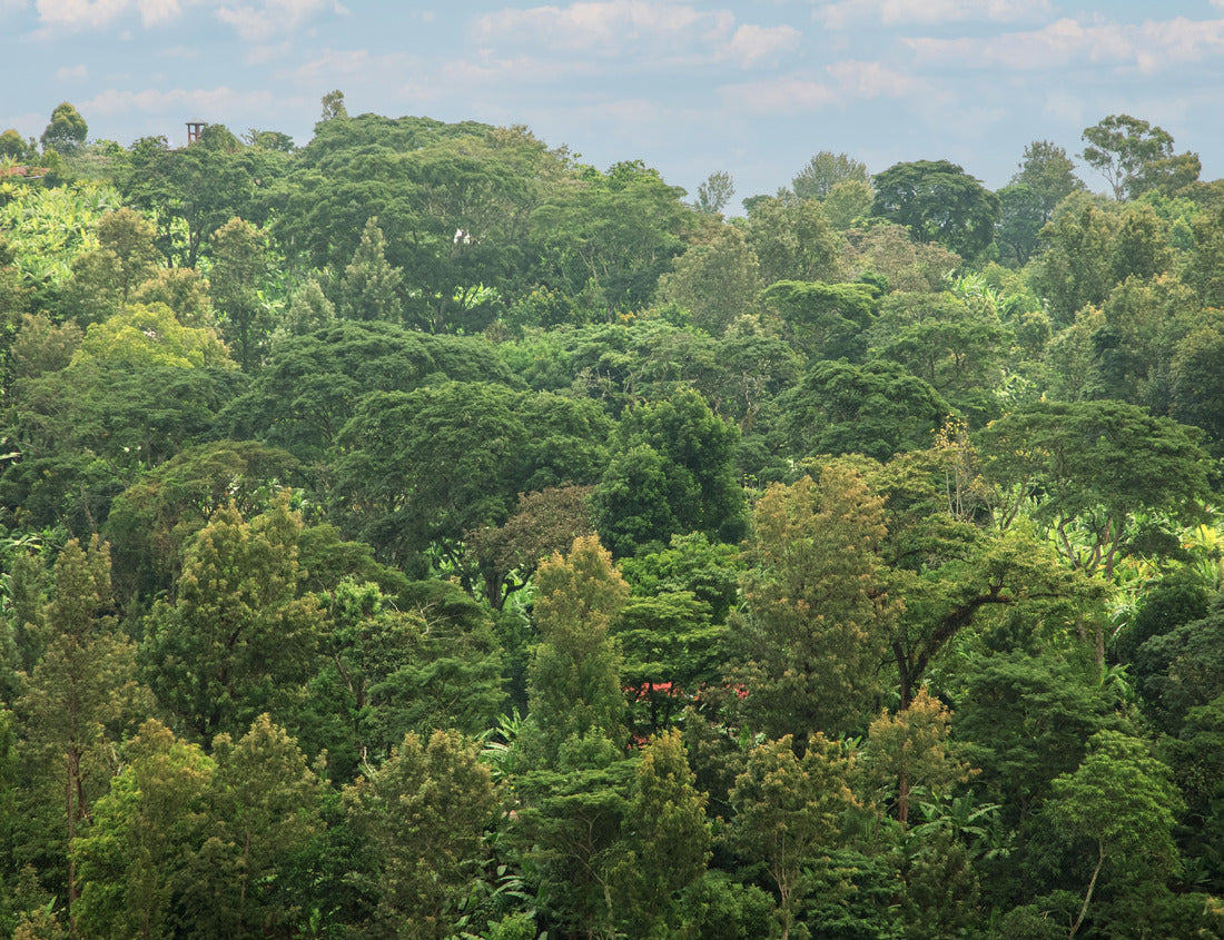 Noah Jigsaw Puzzle Beautiful lush green West African rainforest during an amazing sunset in Tanzania on the slopes of Kilimanjaro 1000 pieces