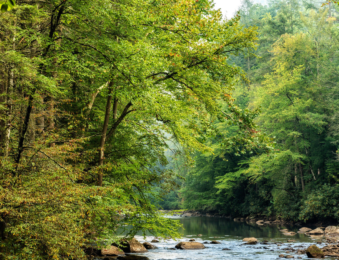 Noah Jigsaw Puzzle Autumn morning along the Back Fork of Elk River, Webster County, West Virginia, USA 1000 pieces