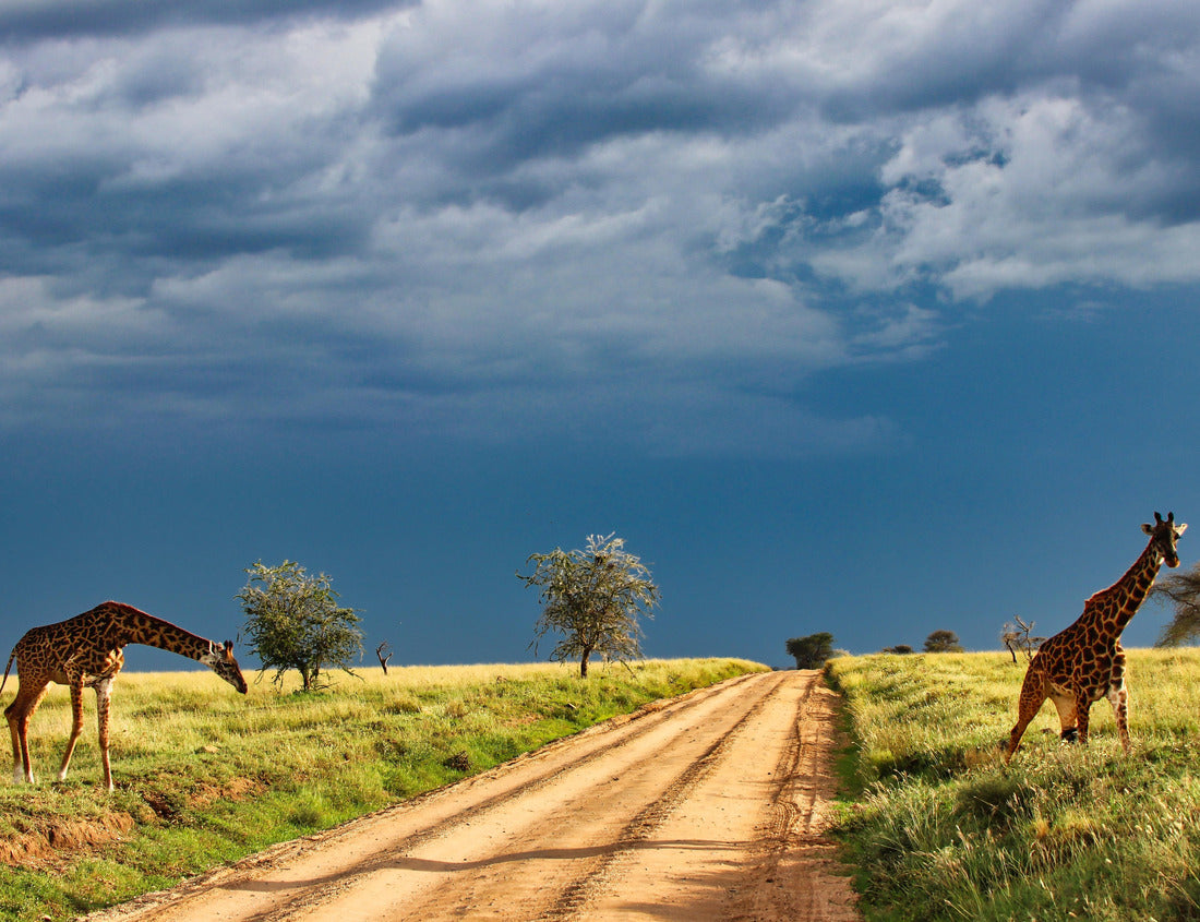 Noah Jigsaw Puzzle Giraffe Pair crossing the savannah against a backdrop of heavy rain clouds at golden twilight in Serengeti National Park, Tanzania 1000 pieces