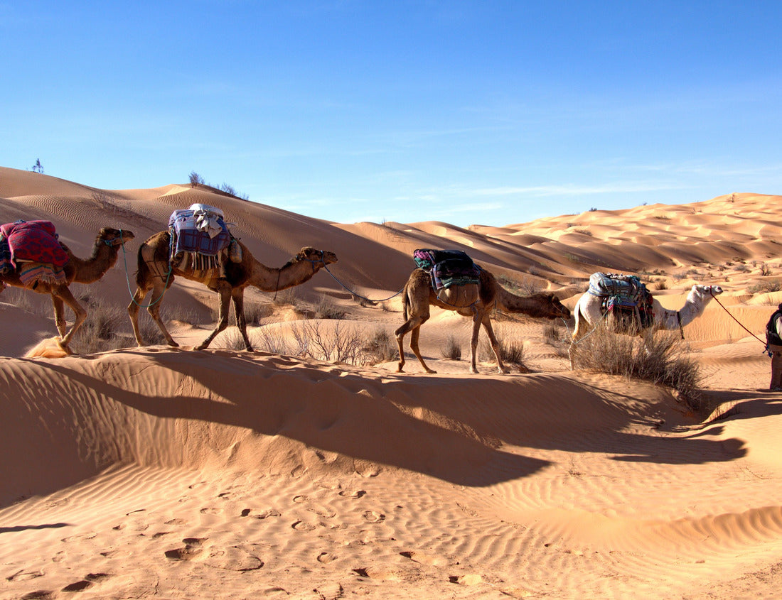 Noah Jigsaw Puzzle Bedouin camel driver leading a line of camels over sand dunes on a camel trek in the Sahara, outside Douz, Tunisia 1000 pieces