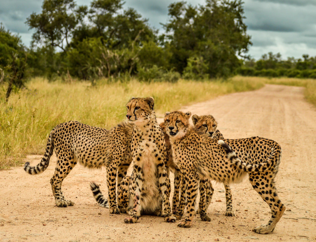 Noah Jigsaw Puzzle Endangered Cheetah family in Kruger National Park South Africa directly after a meal 1000 pieces
