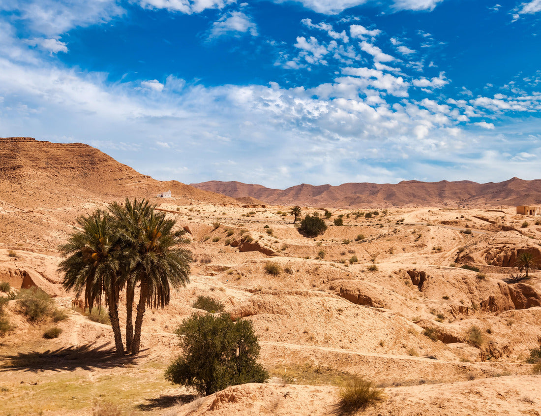 Noah Jigsaw Puzzle Landscape photography of the Sahara desert hills with sand dunes and palm trees, vegetation and blue sky. View of the expanse of sandy desert summer sunny day, Sahara, Tozeur, Tunisia 1000 pieces