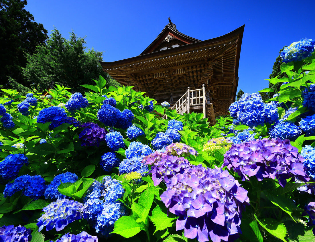 Noah Jigsaw Puzzle Hanamaki City, Iwate Prefecture Hydrangea in full bloom and a temple 1000 pieces