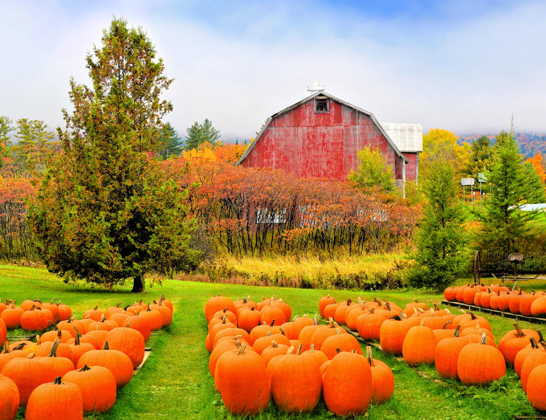 Noah Jigsaw Puzzle Autumn pumpkin patch with rustic old red barn in the background and fall colors, Vermont, USA 1000 pieces
