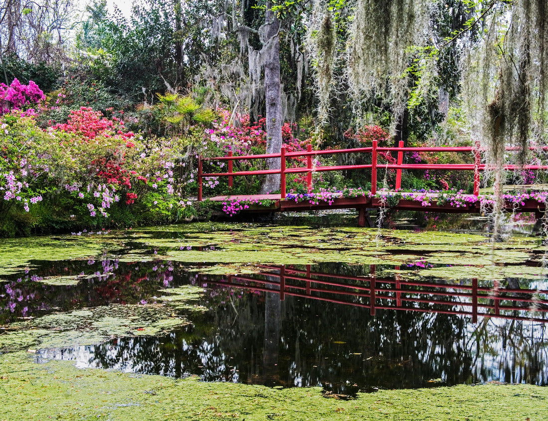 Noah Jigsaw Puzzle Magnolia Plantation and its Gardens near Charleston, South Carolina with Spring Azaleas blooming on an old plantation, USA, North America 1000 pieces