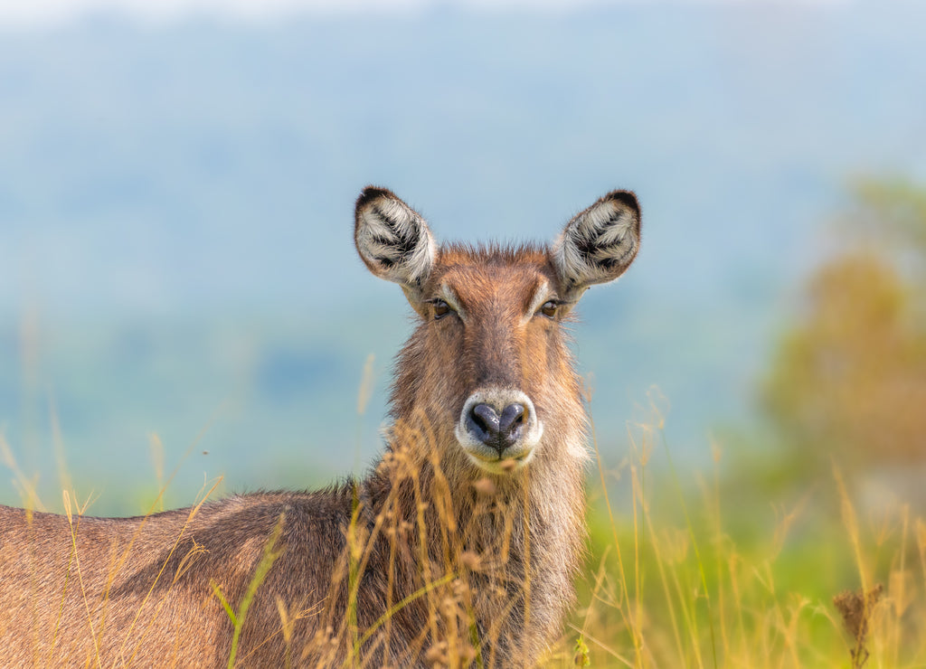Female defassa waterbuck ( Kobus ellipsiprymnus defassa), Lake Mburo National Park, Uganda