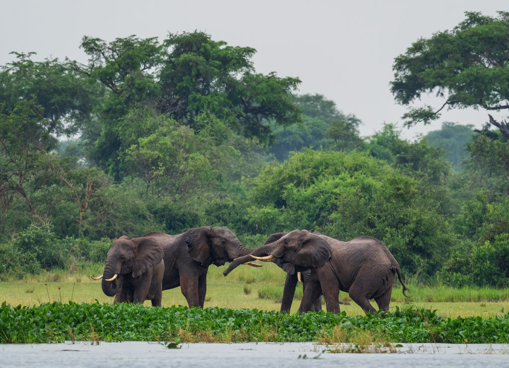African Bush Elephant - Loxodonta africana, iconic member of African big five, Murchison falls, Uganda